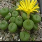 21Pcs A Set CONOPHYTUM 1461.4 seed