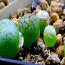 21Pcs A Set CONOPHYTUM 1466.08 seed