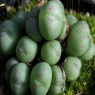 21Pcs A Set CONOPHYTUM 1473.17 seed