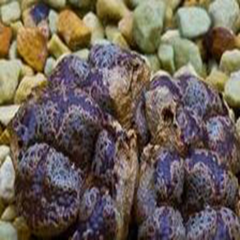 21Pcs A Set Conophytum Batwing seed