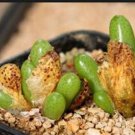 21Pcs A Set Conophytum bruynsii PVB 6784 seed