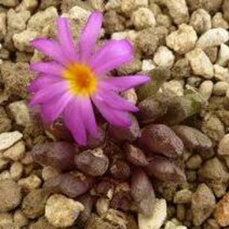 21Pcs A Set Conophytum luckhoffii EVJ 8226 seed
