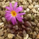 21Pcs A Set Conophytum luckhoffii EVJ 8226 seed