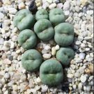 21Pcs A Set Conophytum pagaea tweerivier seed