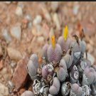 21Pcs A Set Conophytum PKM 42 seed