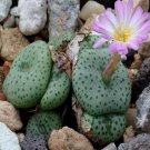 18Pcs A Set c. jucundum ssp ruschii seed