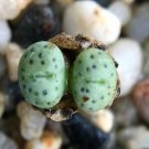 18Pcs A Set C. jucundum ssp.marlothii TST767 seed