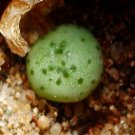 18Pcs A Set C. jucundum subsp. ruschii seed