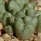 18Pcs A Set Conophytum albifllorum ARM 1142 seed
