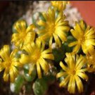 18Pcs A Set Conophytum auriflorum R133 seed