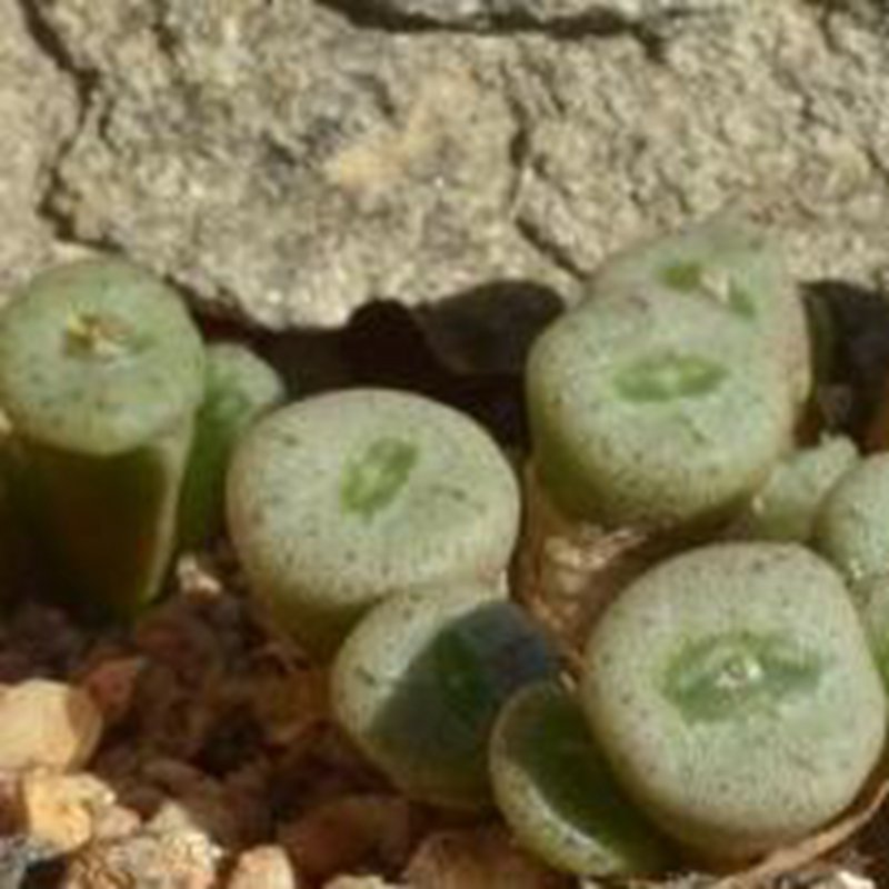 18Pcs A Set Conophytum auriflorum subsp. turbiniforme ARM 555 seed