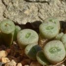 18Pcs A Set Conophytum auriflorum subsp. turbiniforme ARM 555 seed