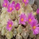 18Pcs A Set Conophytum bolusiae ssp. bolusiae seed
