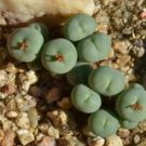 18Pcs A Set Conophytum breve CR 1140 seed