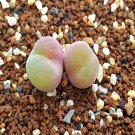 18Pcs A Set Conophytum c.daum seed
