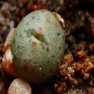 18Pcs A Set Conophytum cf. tailorianum subsp. ernianum seed
