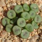 18Pcs A Set Conophytum chrisocruxum SH 2275 seed
