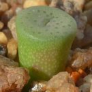 18Pcs A Set Conophytum chrisolum CR 1266 seed