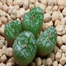 18Pcs A Set conophytum CR1314 seed