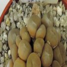 18Pcs A Set Conophytum depressum Lavis seed