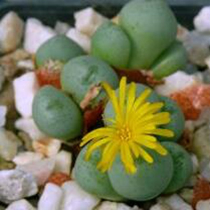 18Pcs A Set Conophytum flavum subsp. flavum LAV 28141B seed
