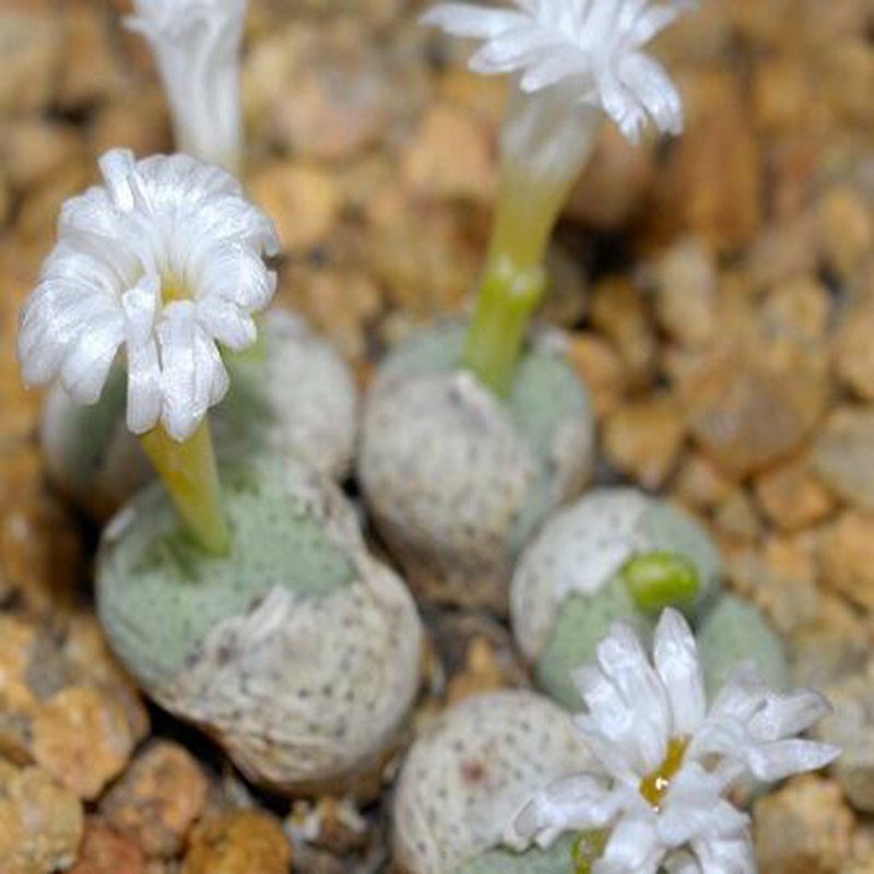 18Pcs A Set Conophytum gratum subsp. gratum seed