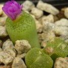 18Pcs A Set Conophytum hermarium ARM 669 seed