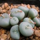 18Pcs A Set Conophytum jucundum middlemostii seed