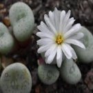 18Pcs A Set Conophytum jucundum ssp fragile TSPD 969 seed