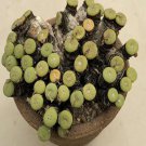 18Pcs A Set Conophytum jucundum ssp. fragile seed