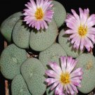 18Pcs A Set Conophytum jucundum ssp. ruschii Lav28330 seed