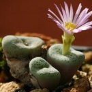 18Pcs A Set Conophytum jucundum subsp. fragile nordenstamii seed
