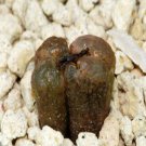 18Pcs A Set Conophytum pellucidum ssp. cupreatum v. terrestre SB1493 seed