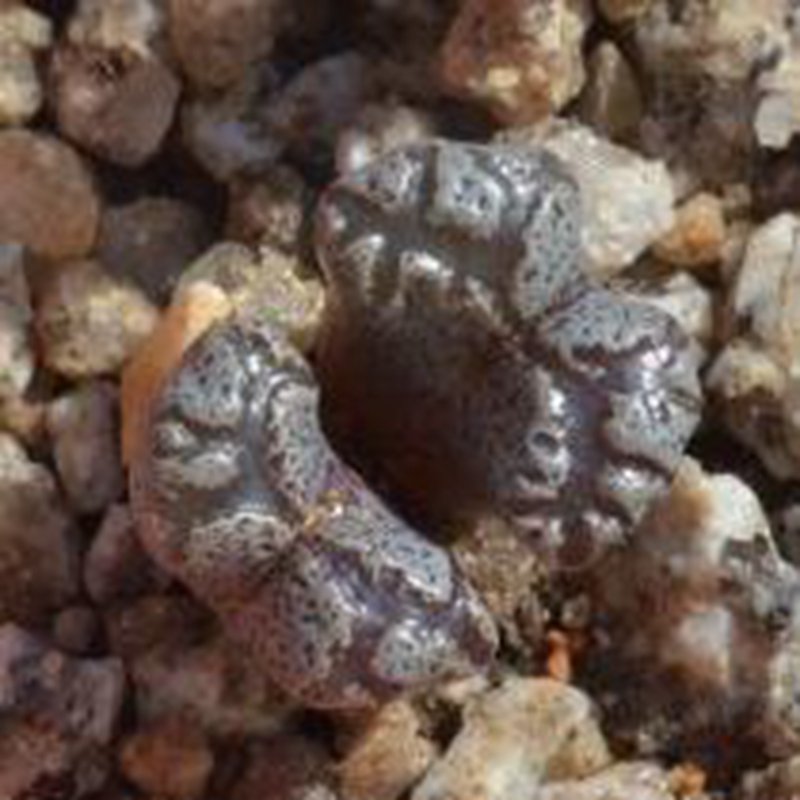 18Pcs A Set Conophytum pellucidum subsp. pellucidum var. terricolor SH 1252 seed