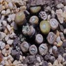 18Pcs A Set conophytum Schwantes seed