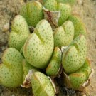 18Pcs A Set Conophytum taylorianum ssp. ernianum seed