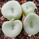 18Pcs A Set Conophytun Jucundum ssp ruschii seed