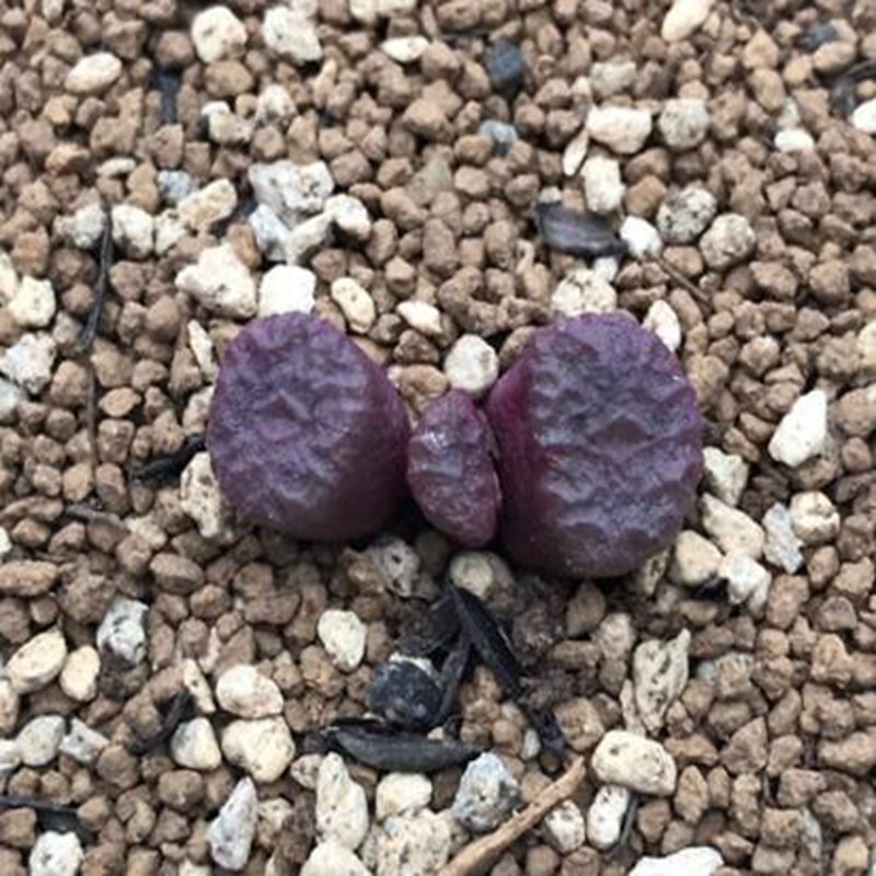 18Pcs A Set c.ectipum ssp seed