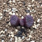 18Pcs A Set c.ectipum ssp seed