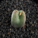 18Pcs A Set C.ficiforme f. Yaegakihime seed