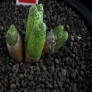 18Pcs A Set C.marginatum ssp. karamoepense seed