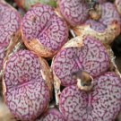 18Pcs A Set C.obcordellum v.ceresianum CR.1408 seed