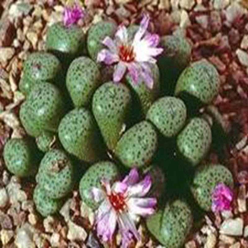 18Pcs A Set CONOPHYTUM 1437.5 seed