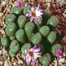 18Pcs A Set CONOPHYTUM 1437.5 seed