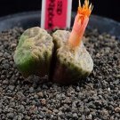 18Pcs A Set Conophytum angelicae ssp. tetragonum seed
