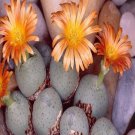 18Pcs A Set Conophytum auctum seed
