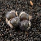 18Pcs A Set conophytum cr1239 seed