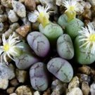 18Pcs A Set Conophytum ficiforme  CR 1527 seed