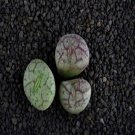 18Pcs A Set Conophytum ficiforme Worcester seed