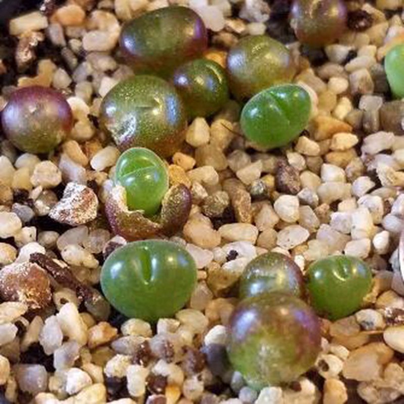 18Pcs A Set Conophytum Genus seed